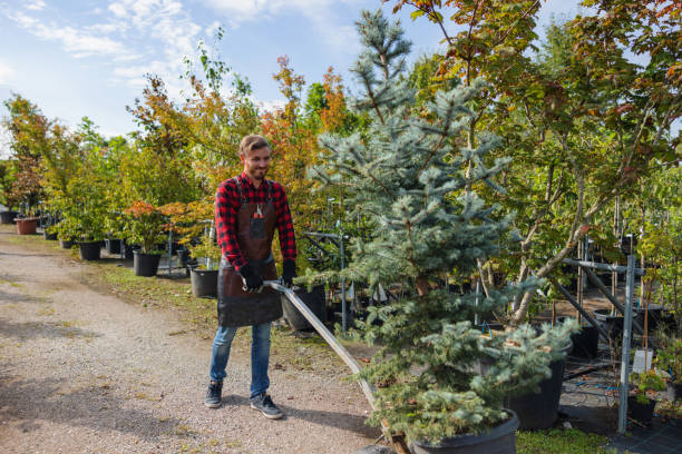 Lyncourt, NY Tree Removal and Landscaping Services Company